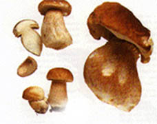 Porcini Mushrooms