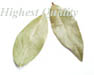 Beautiful Bay Leaves - Laurel