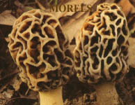 Fresh Morels growing wild in USA