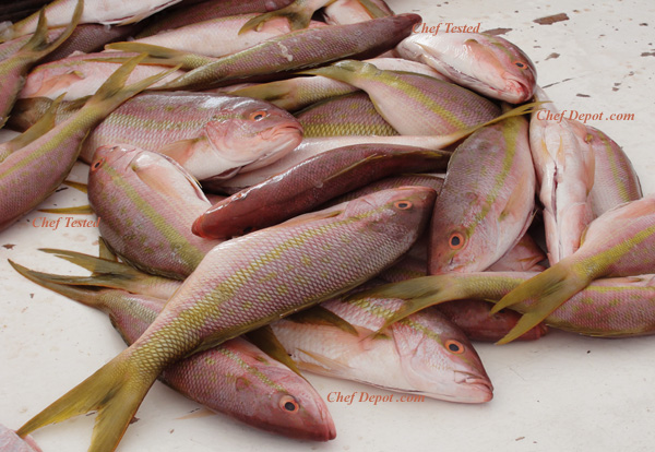 yellowtail red snappers